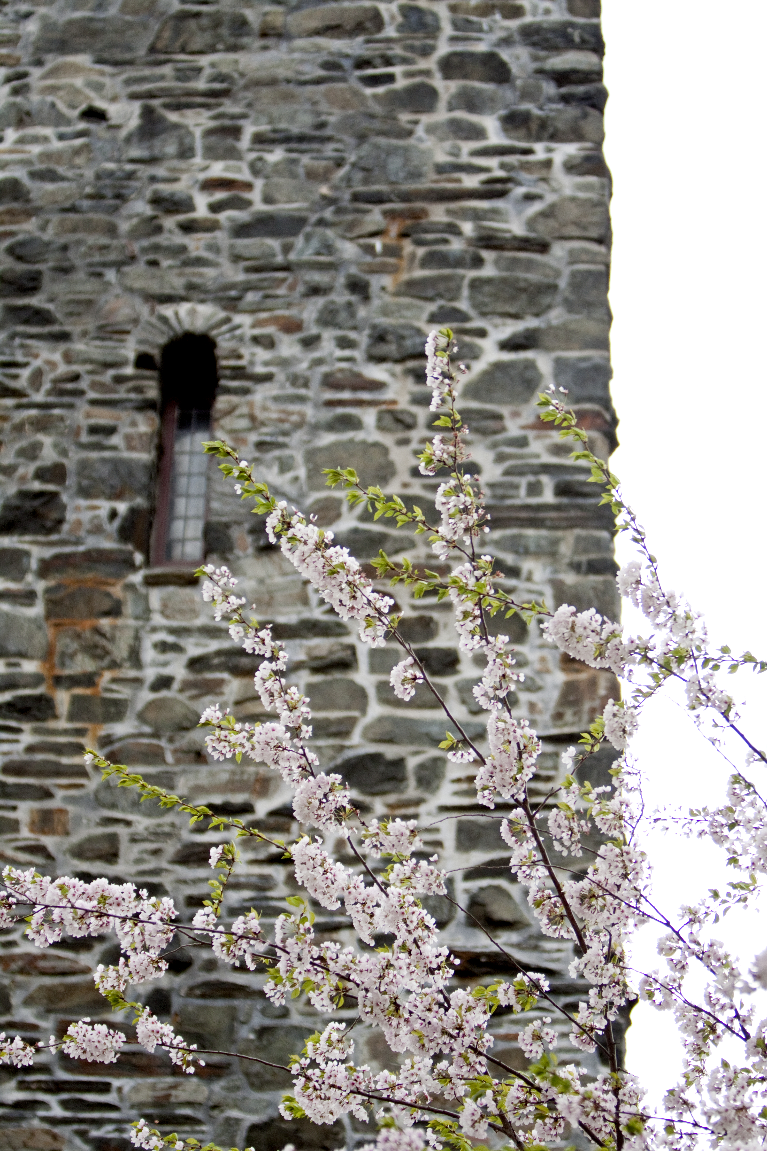 Gray stone tower in background, blooms on a tree branch in foreground