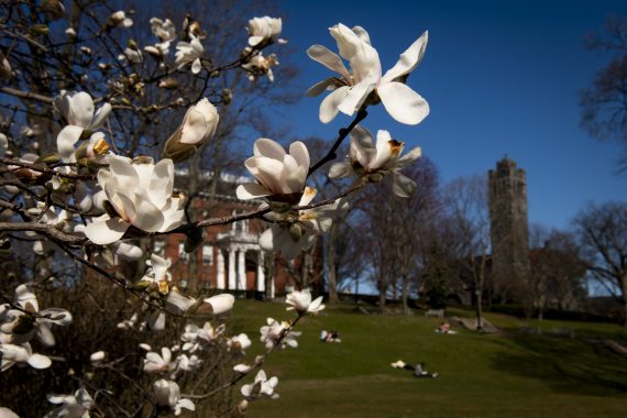 Tree with white flowers in foreground, a brick building and stone chapel in background 