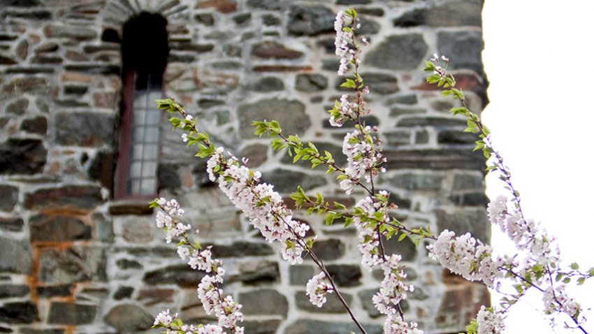 Flowers bloom on a tree in front of the stone tower of Goddard